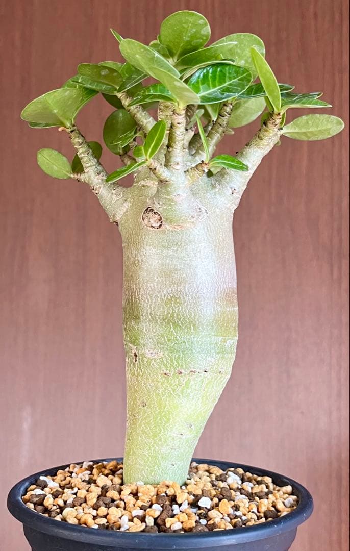 【激レア/塊根植物】アデニウム アラビカム ゴジ バオバブタイプ 鉢植え