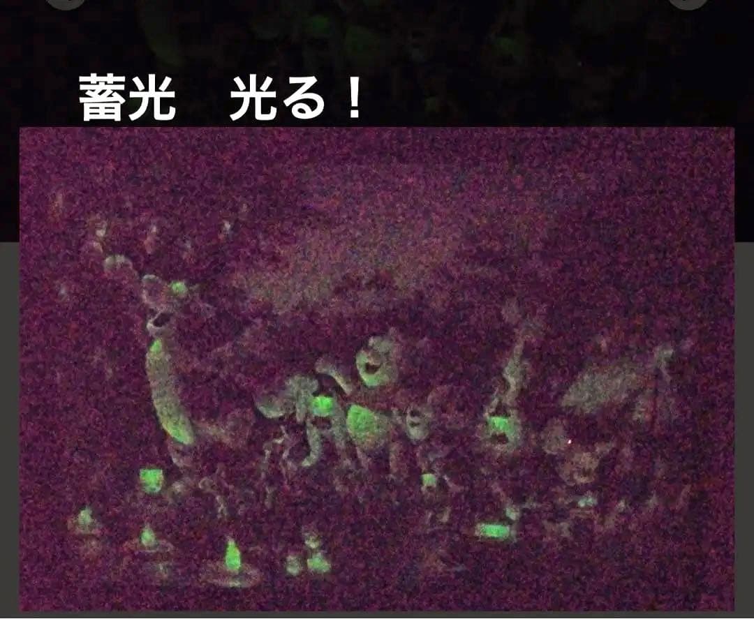 2000ピース　ディズニー ジグソーパズル 森のキャンドルパーティー 光る！蓄光