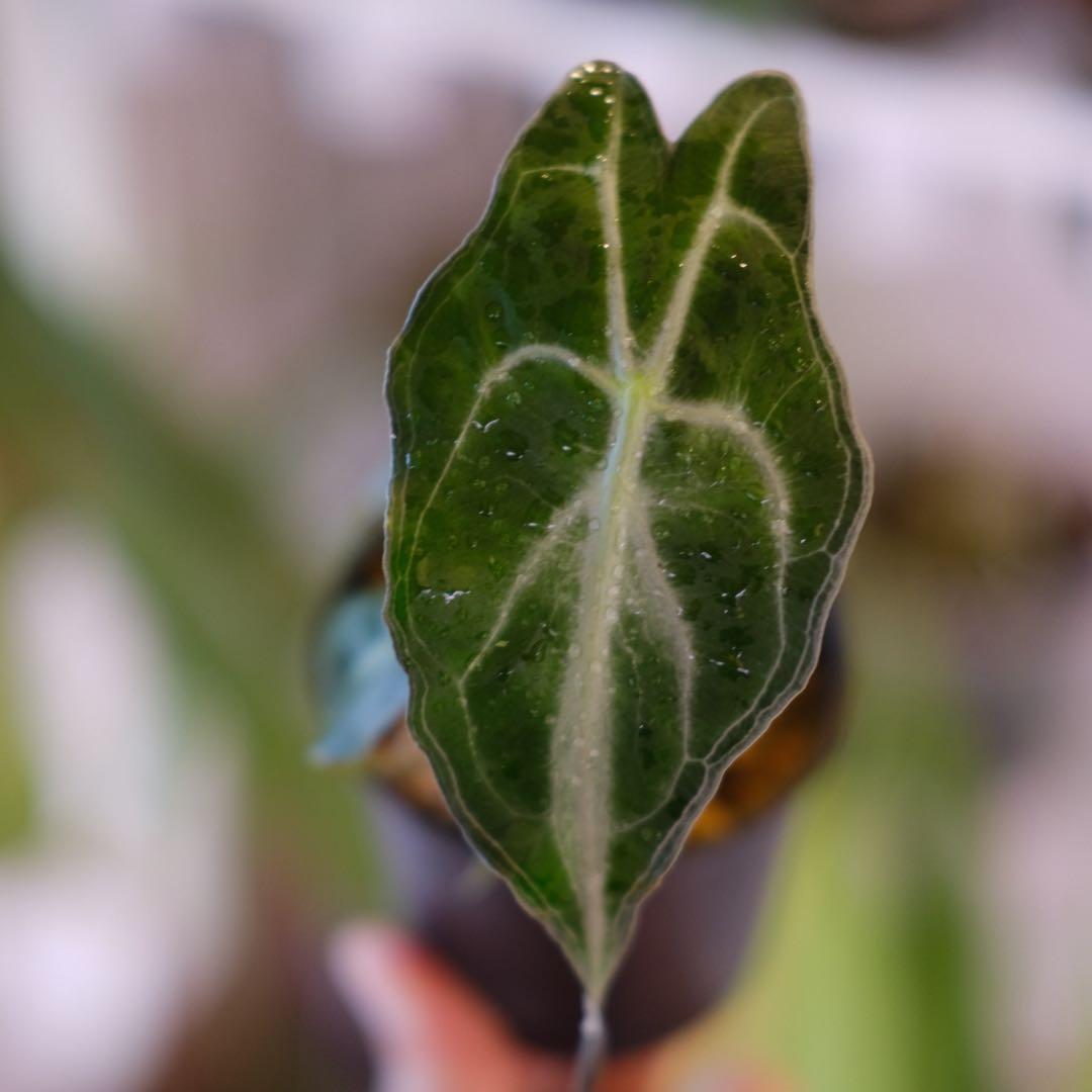 Alocasia ‘Venom’ │ アロカシア・ヴェノム② │ 観葉植物