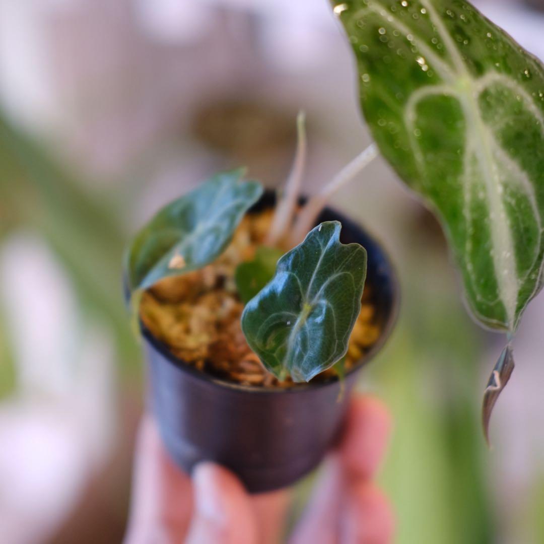 Alocasia ‘Venom’ │ アロカシア・ヴェノム② │ 観葉植物