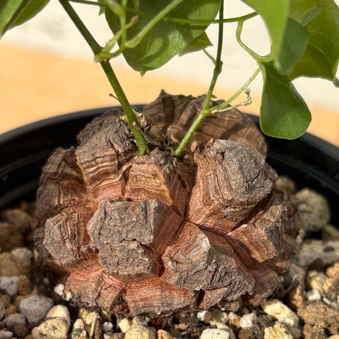 No.700 Dioscorea elephantipes アフリカ亀甲竜　実生