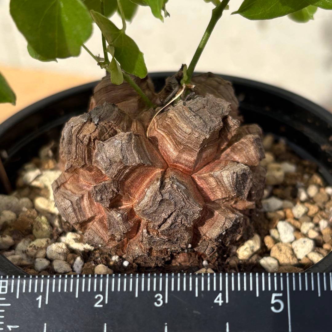 No.700 Dioscorea elephantipes アフリカ亀甲竜　実生