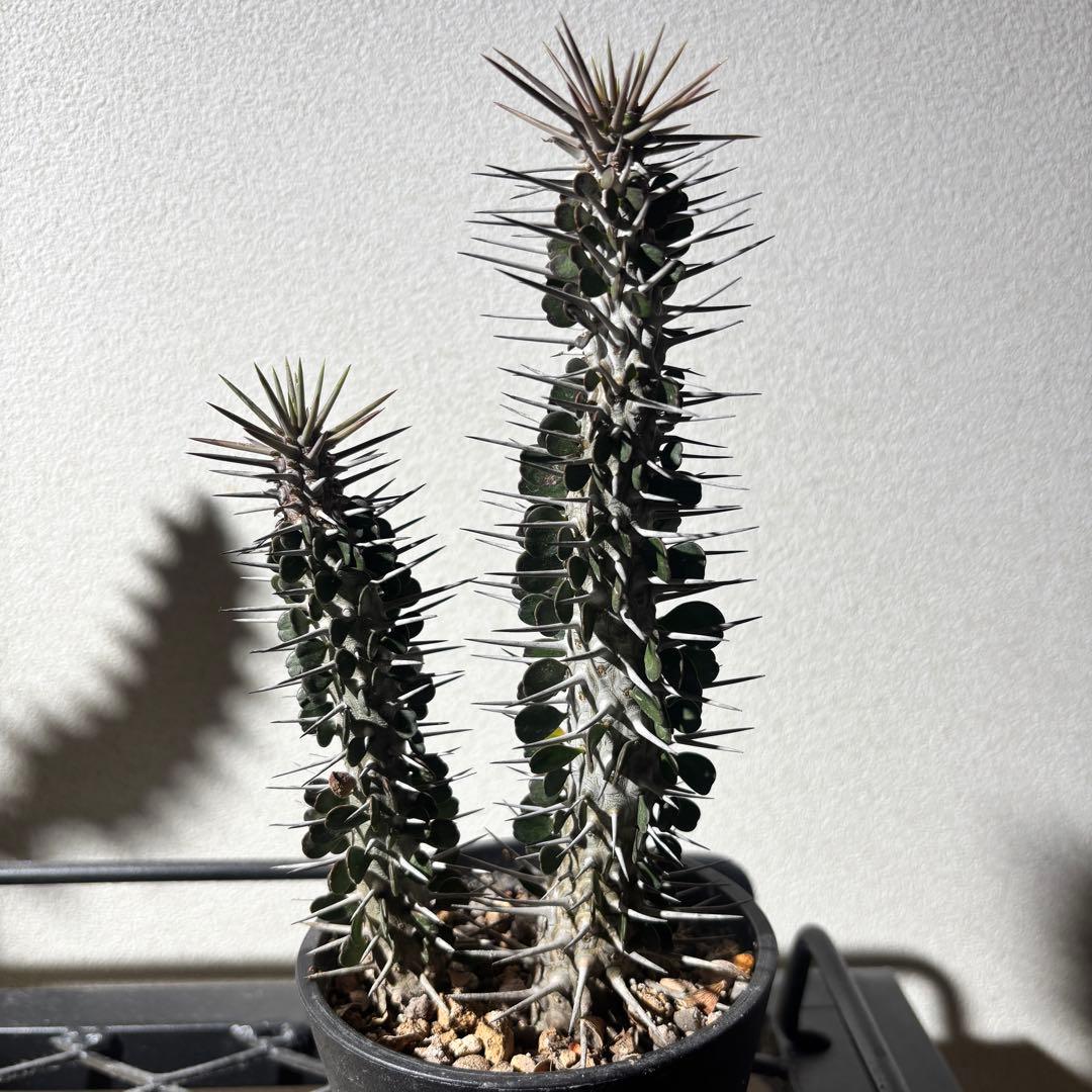 【値下げ】【レアプランツ】アローディア モンタグナッキー2株鉢ごとメルカリ便発送