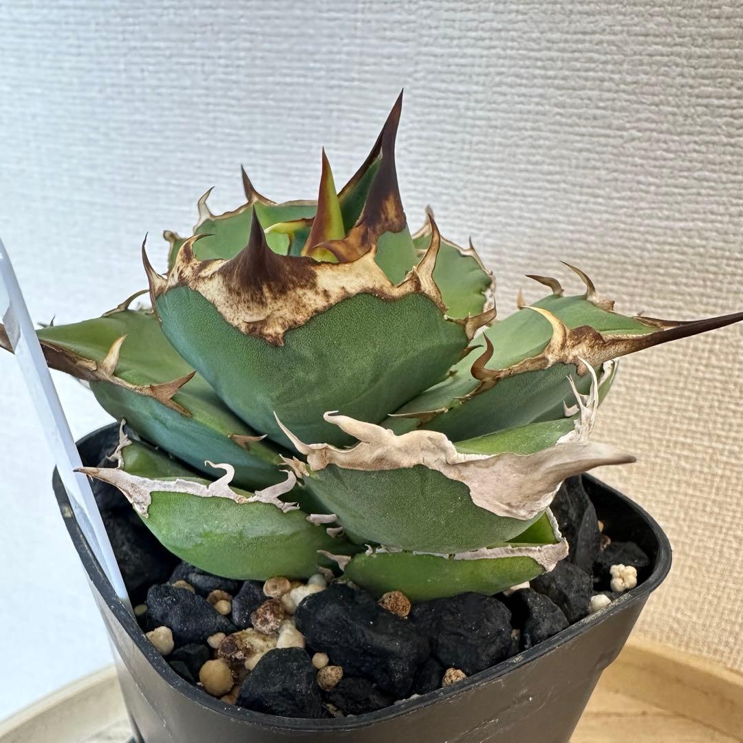 アガベ　白犀牛　トリケラトプス
