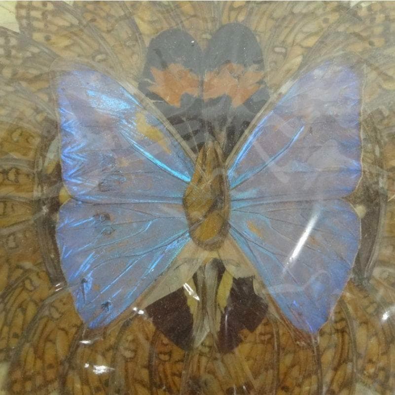 蝶画 羽根細工 モルフォ蝶 蝶羽画 羽根絵画 蝶額