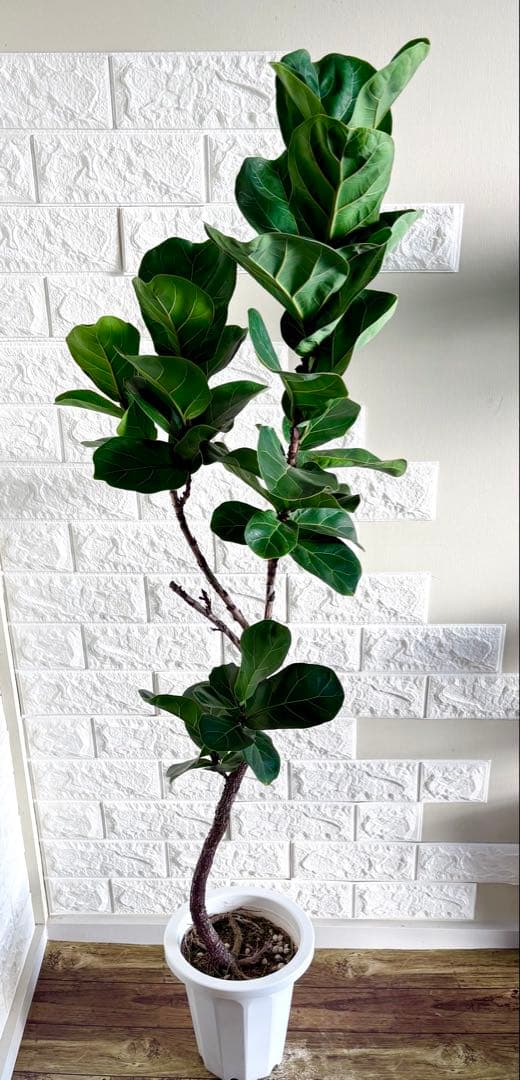 フィカスリラータバンビーノ⭐️曲がり⭐️約135cm⭐️観葉植物