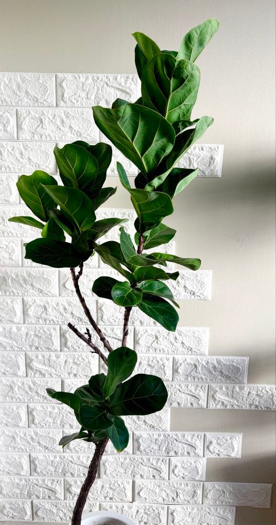 フィカスリラータバンビーノ⭐️曲がり⭐️約135cm⭐️観葉植物