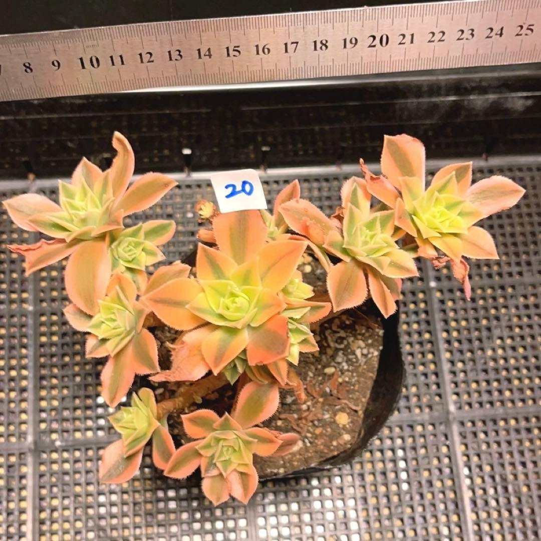 20#多肉植物❤️アエオニウム錦❤️ もみじ❤️枫葉❤️8-12頭19cm拔き苗