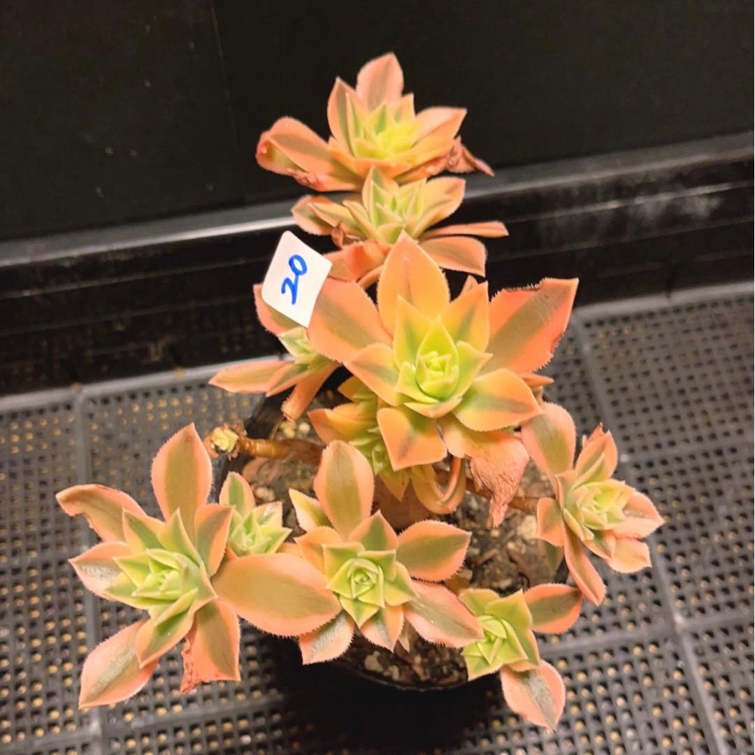 20#多肉植物❤️アエオニウム錦❤️ もみじ❤️枫葉❤️8-12頭19cm拔き苗