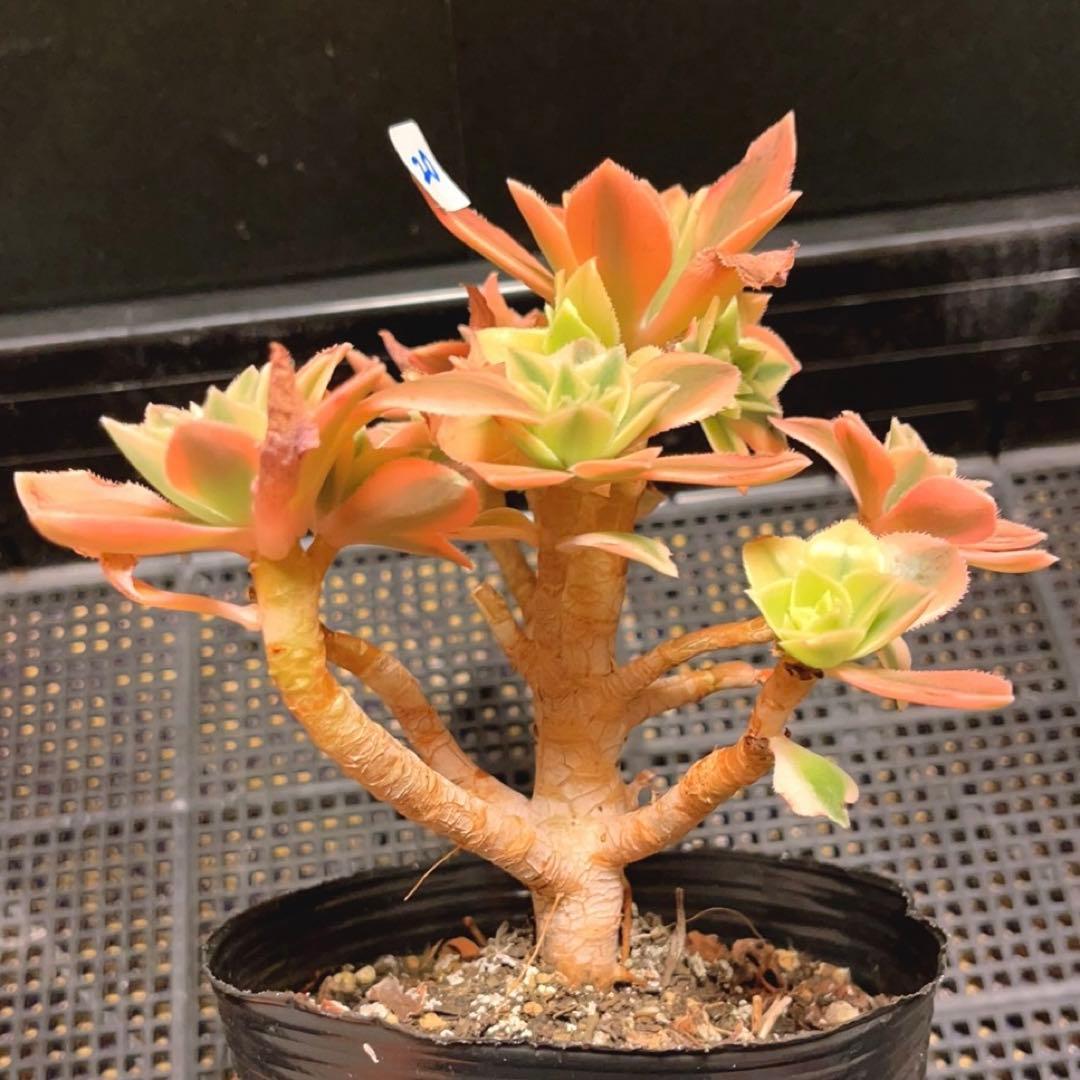 20#多肉植物❤️アエオニウム錦❤️ もみじ❤️枫葉❤️8-12頭19cm拔き苗