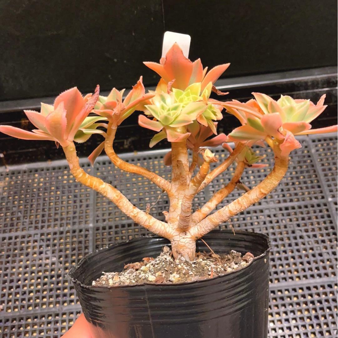 20#多肉植物❤️アエオニウム錦❤️ もみじ❤️枫葉❤️8-12頭19cm拔き苗