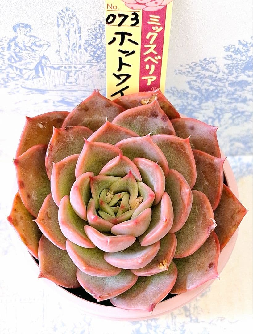 専用ページホットワイン