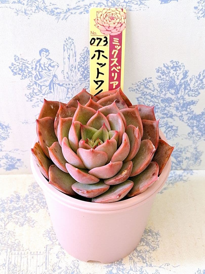 専用ページホットワイン