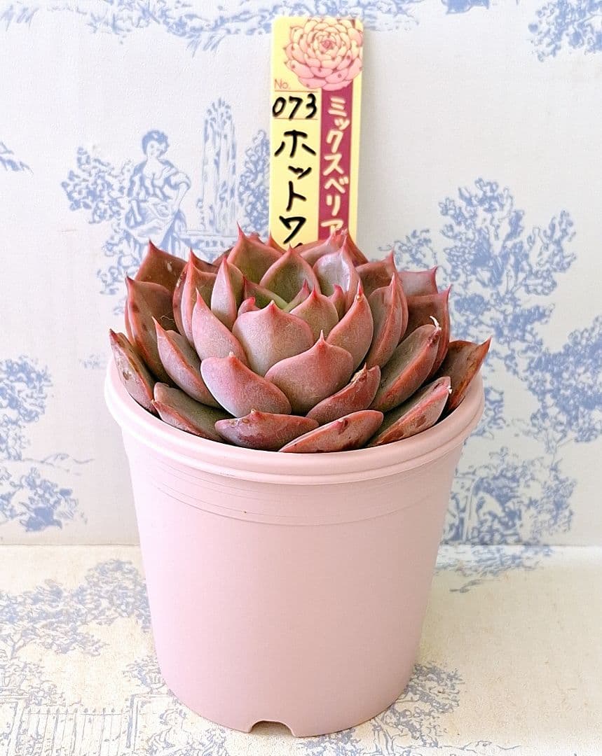 専用ページホットワイン