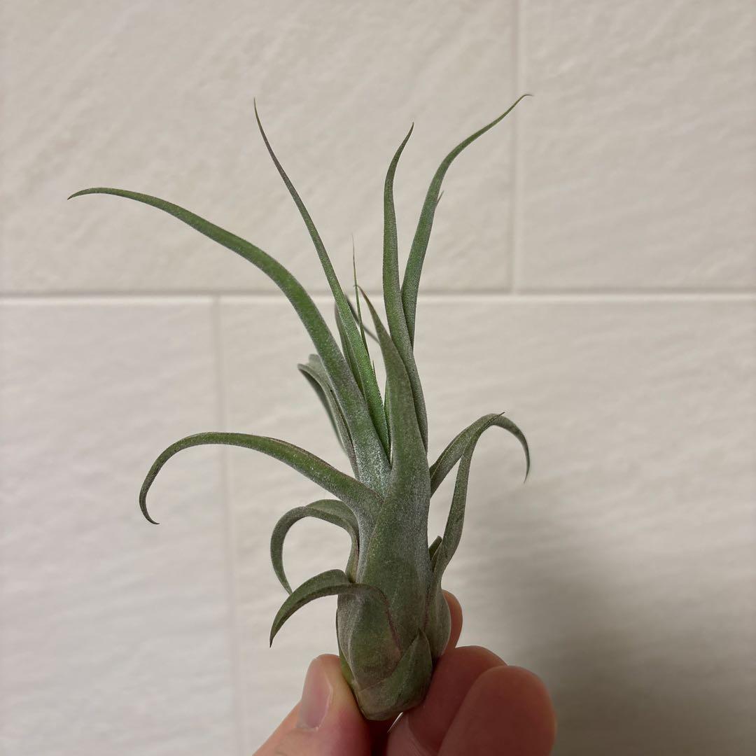 Z*0様 Tillandsia BC×（seleriana×streptophy