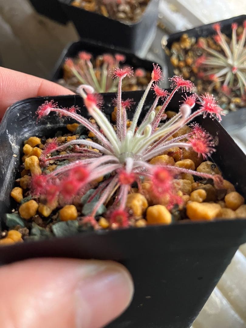 その他観葉植物 kitsch939
