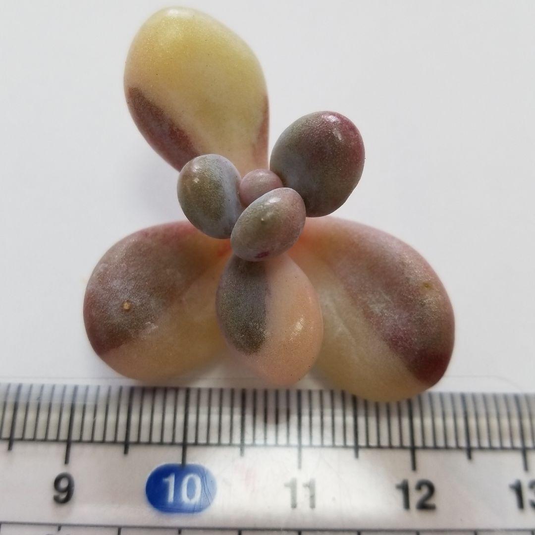 アメチス錦　確認お願い致します！。多肉植物