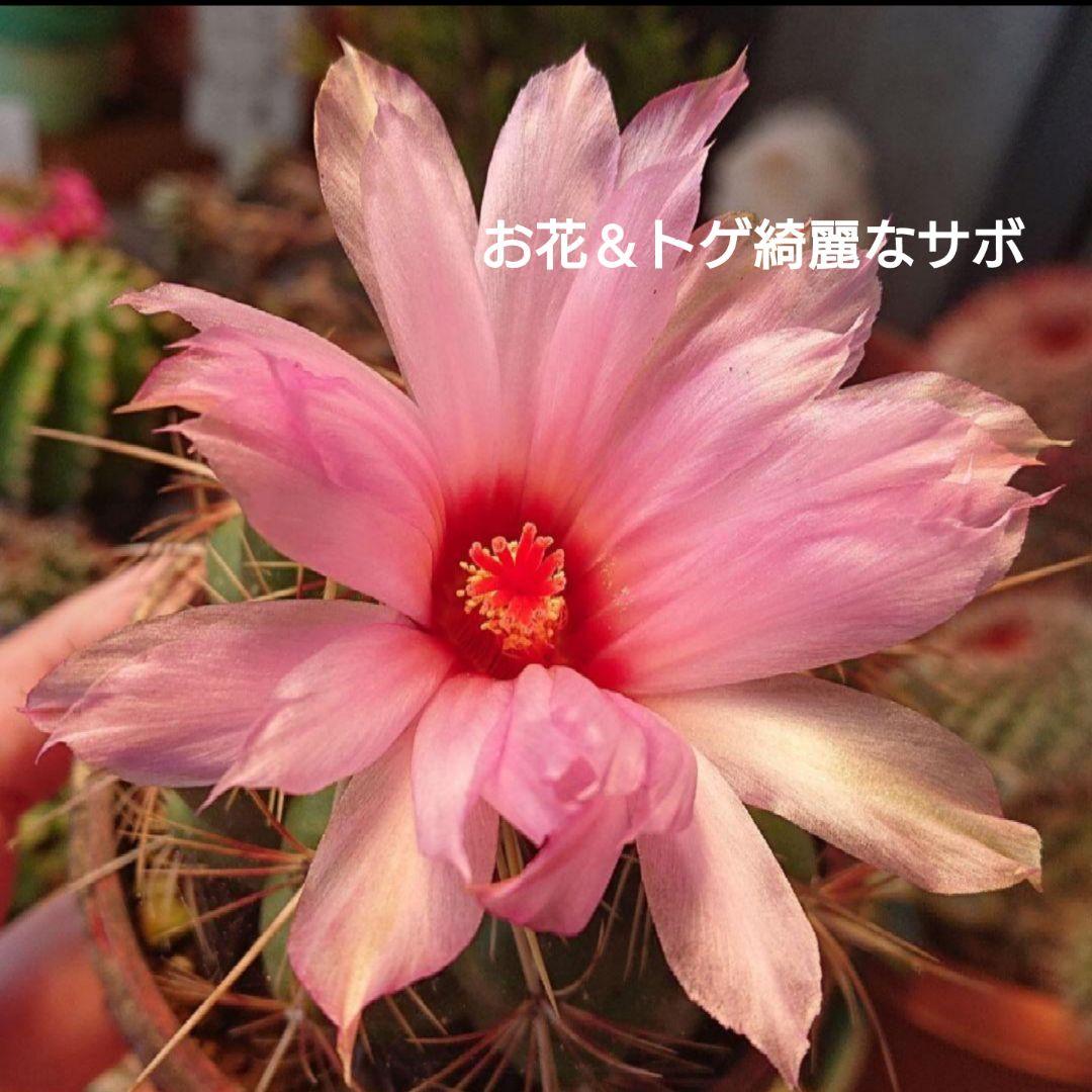 ご確認用