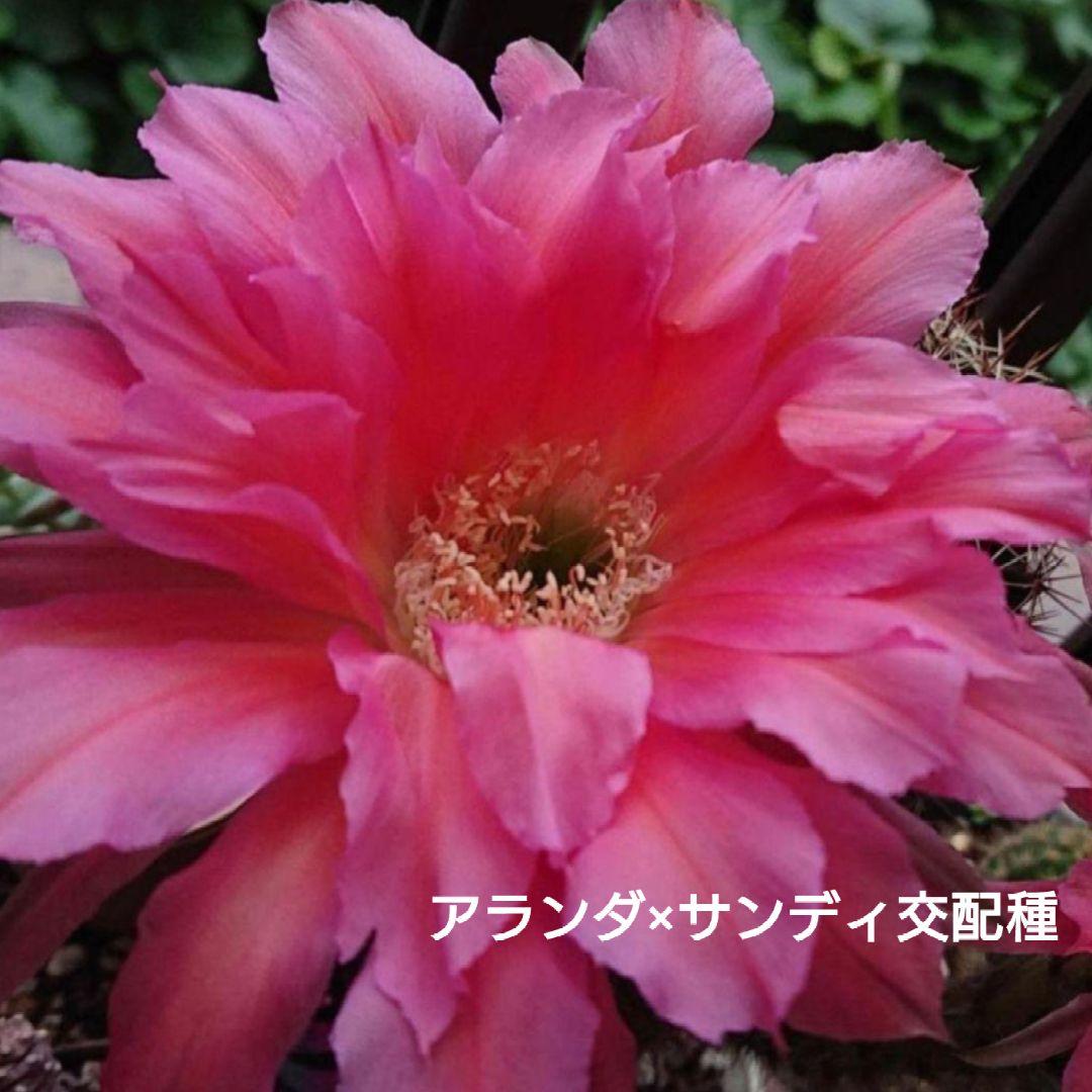 ご確認用