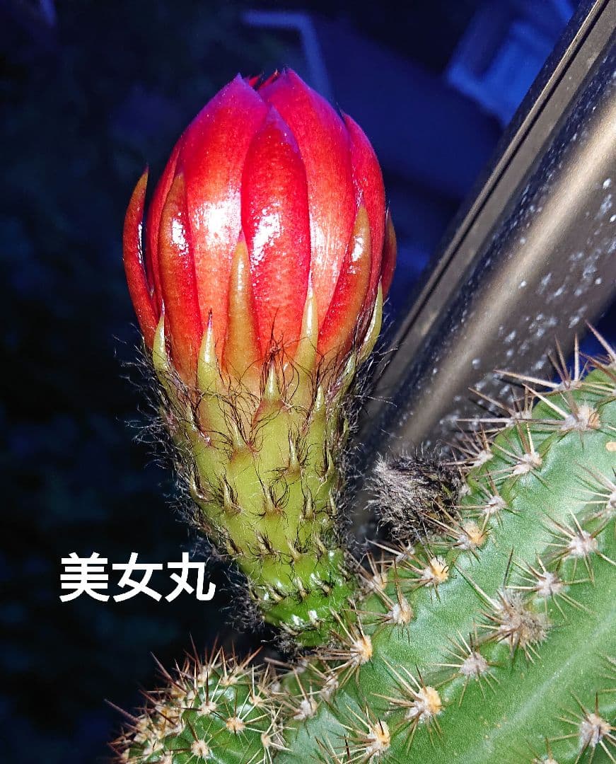ご確認用