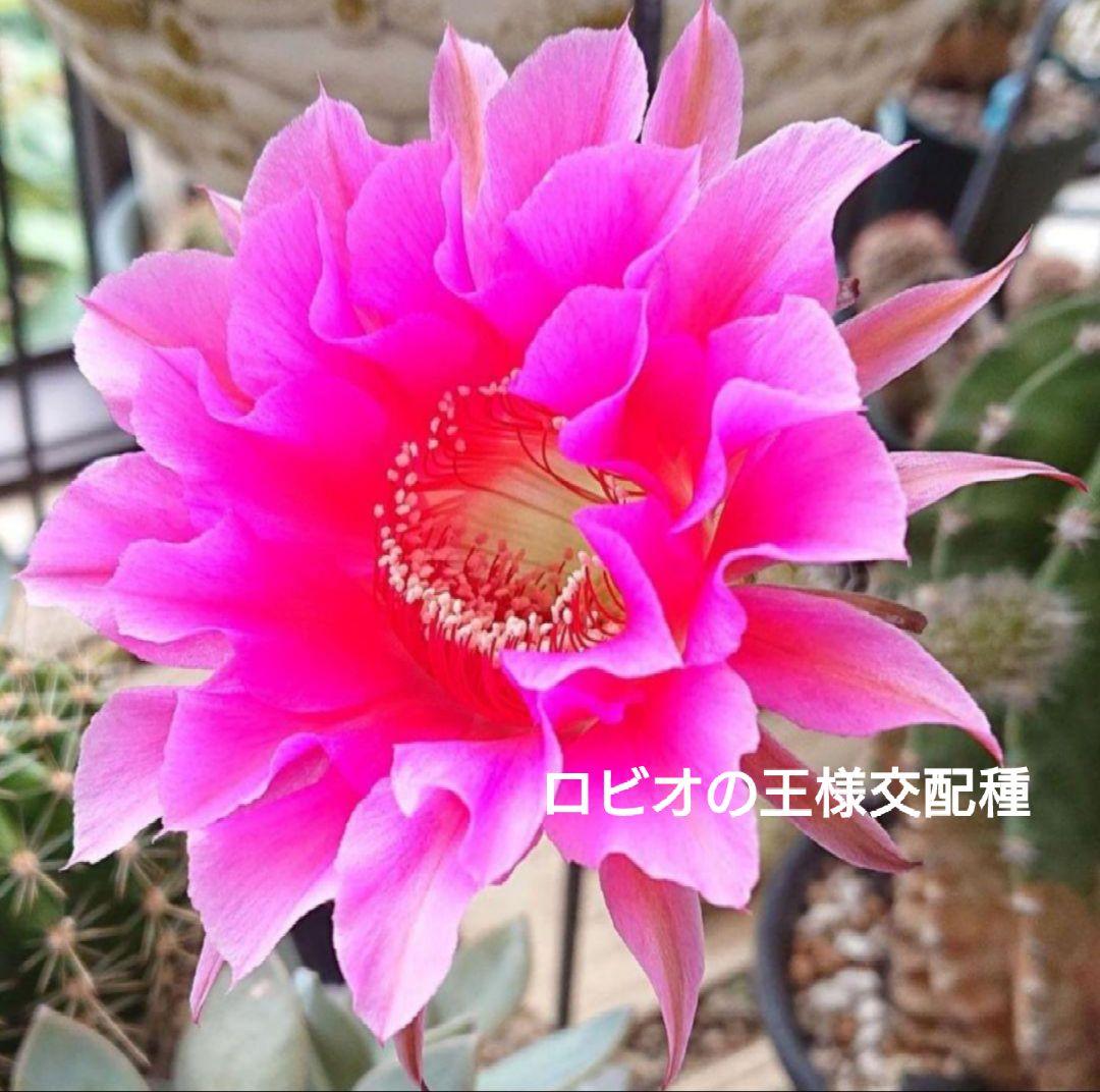 ご確認用