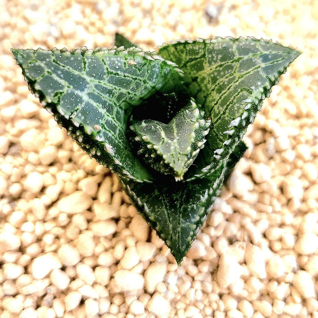 レア白系 吹雪×雷燐大型２ 実生 繁殖苗 　多肉植物 ハオルチア アロエ
