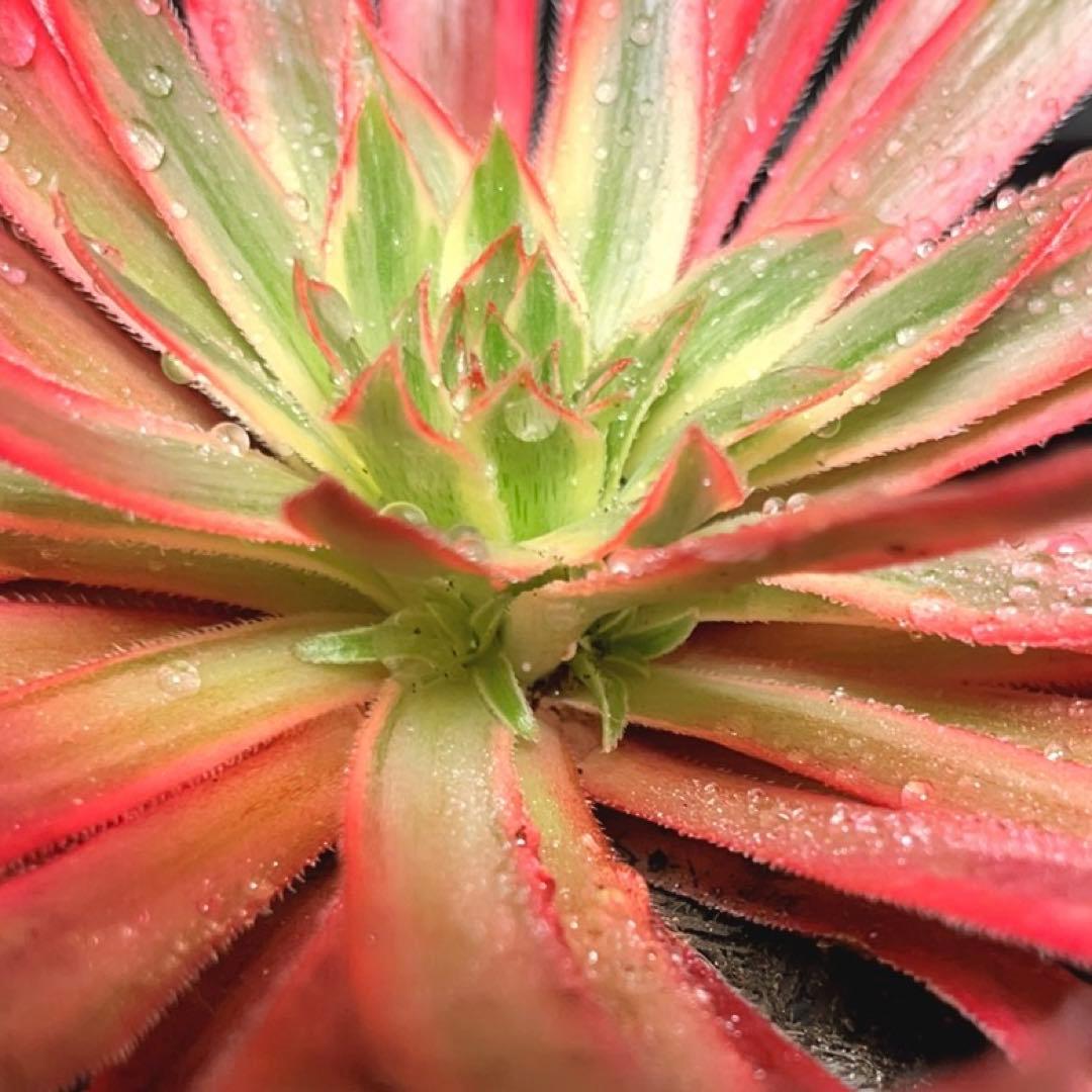 65#多肉植物アエオニウム錦❤️コーニッシュトリビュート錦❤️1頭19cm拔き苗