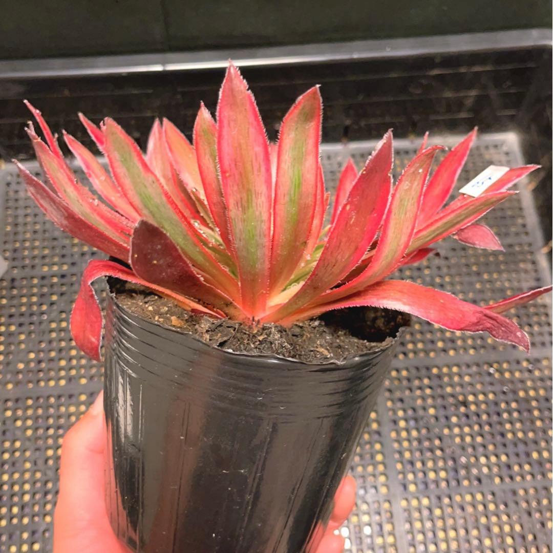 65#多肉植物アエオニウム錦❤️コーニッシュトリビュート錦❤️1頭19cm拔き苗