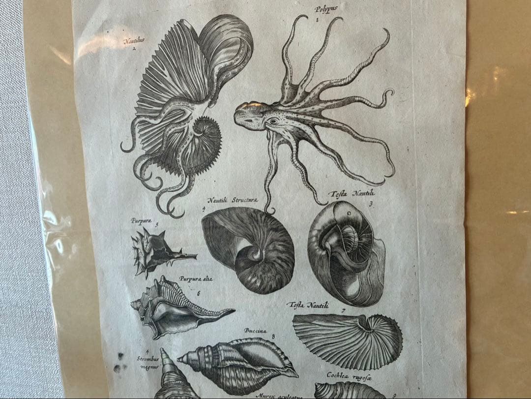 1650年代 ヨハネス・ヨンストン 鳥獣虫魚図譜 古版画 博物画 アンティーク