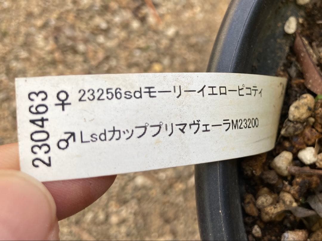 加藤農園　カッププリマヴェーラ　モーリー交配　　セミダブル　小輪