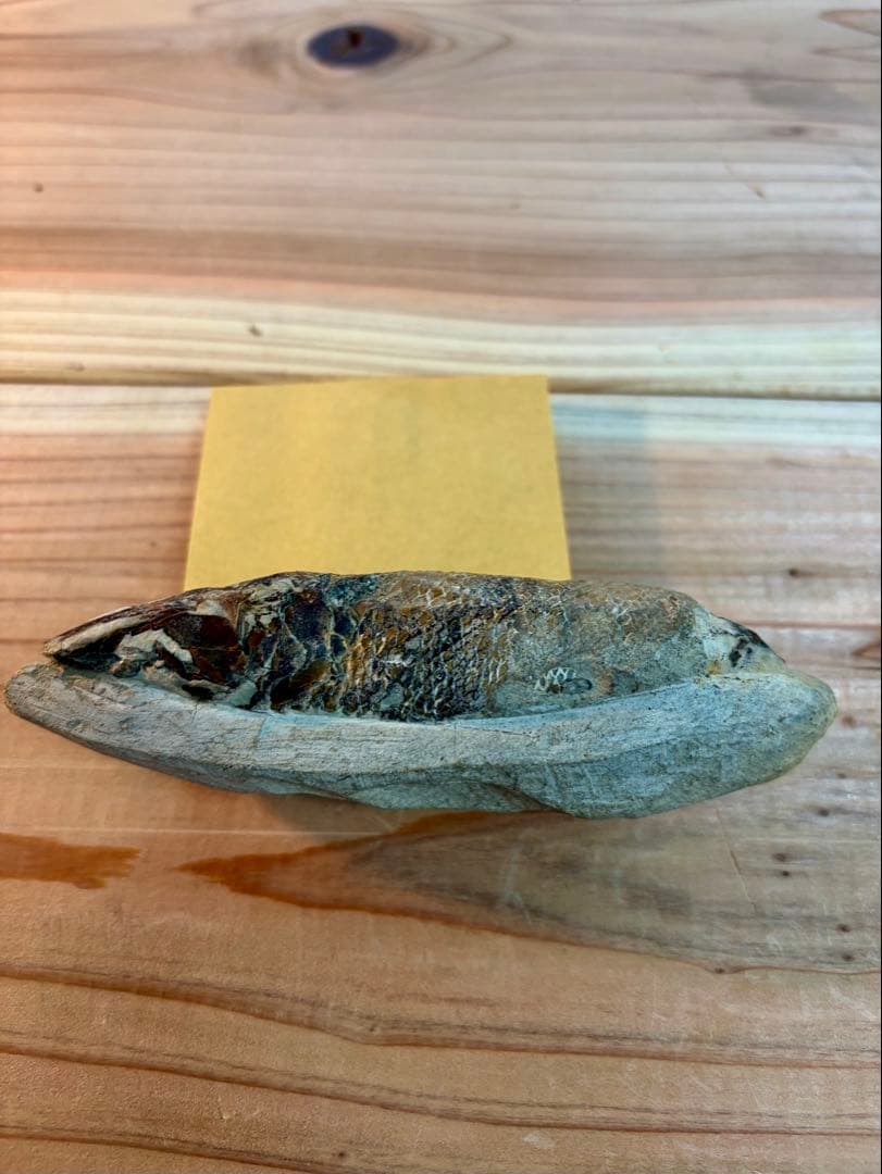 ラコレピス 古代魚 原石 鑑賞石 自然石 天然石 鉱石 鉱物 水石 置物