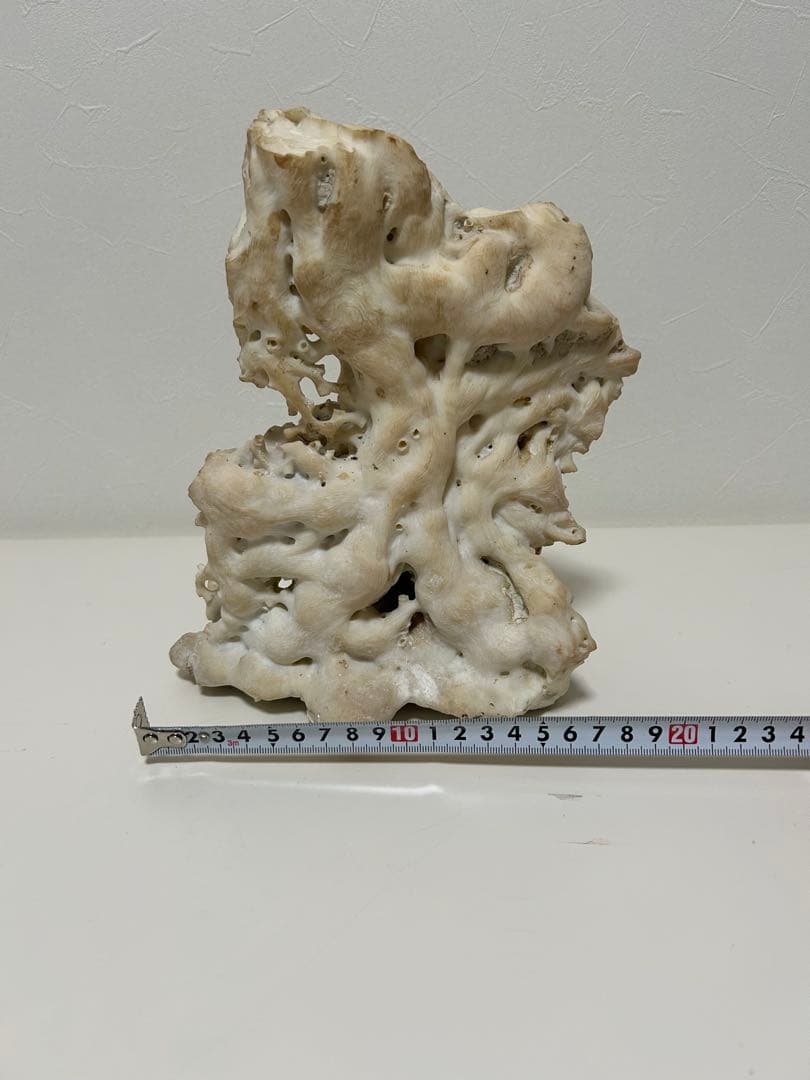 珊瑚　サンゴ　白　約20㎝✖︎24㎝　オブジェ