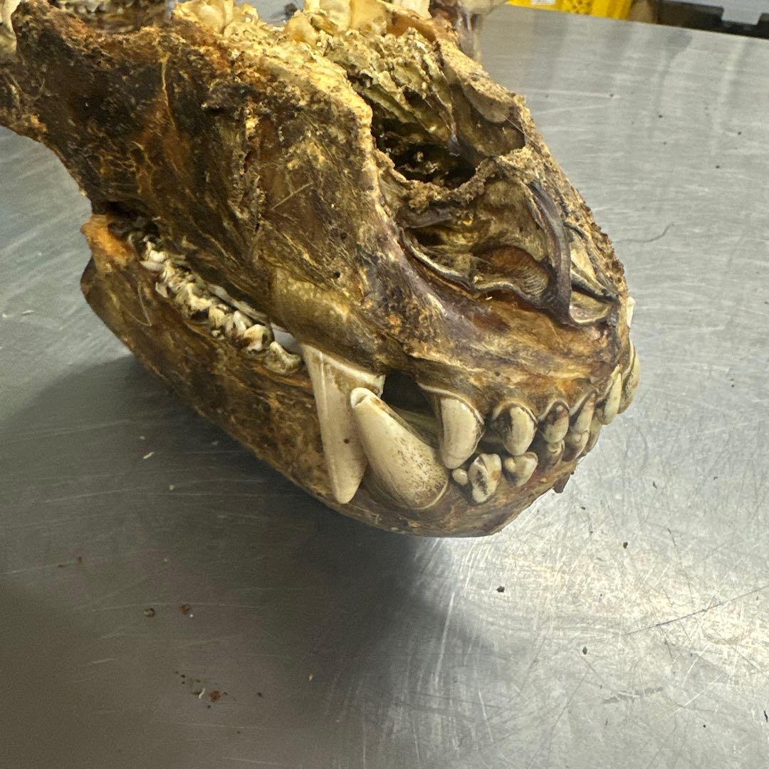 ヒグマの牙