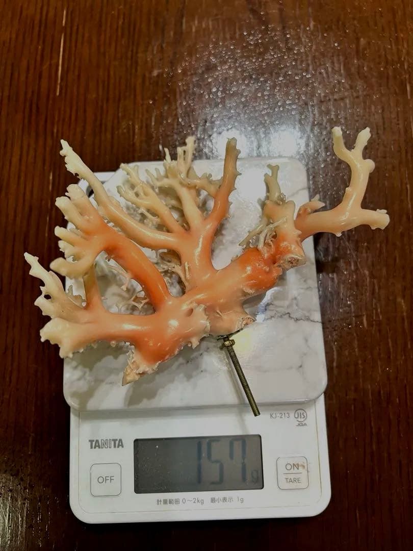 【新品】高知県　珊瑚　154g