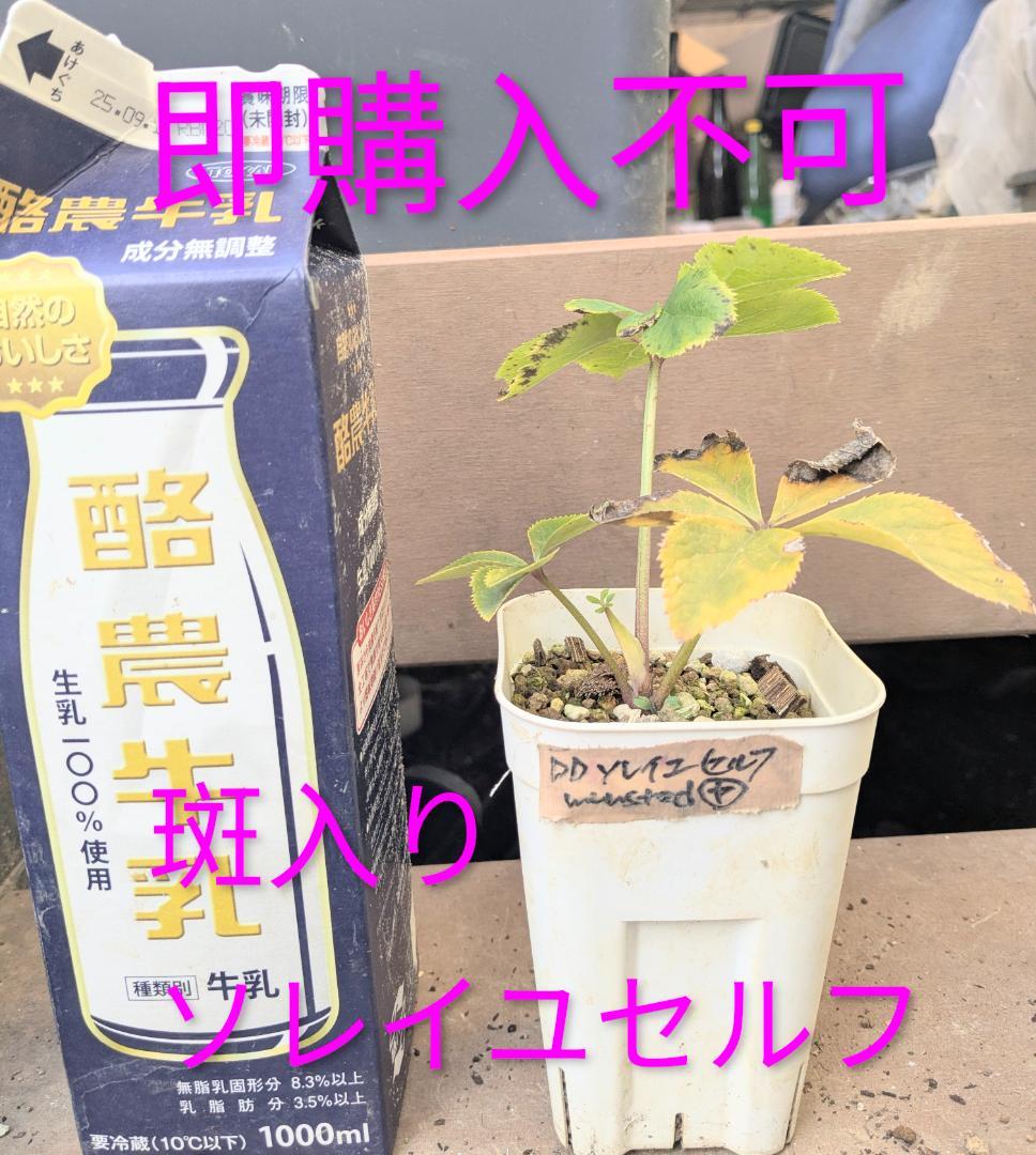 斑入り遺伝子あり　DDソレイユセルフ　即購入不可！