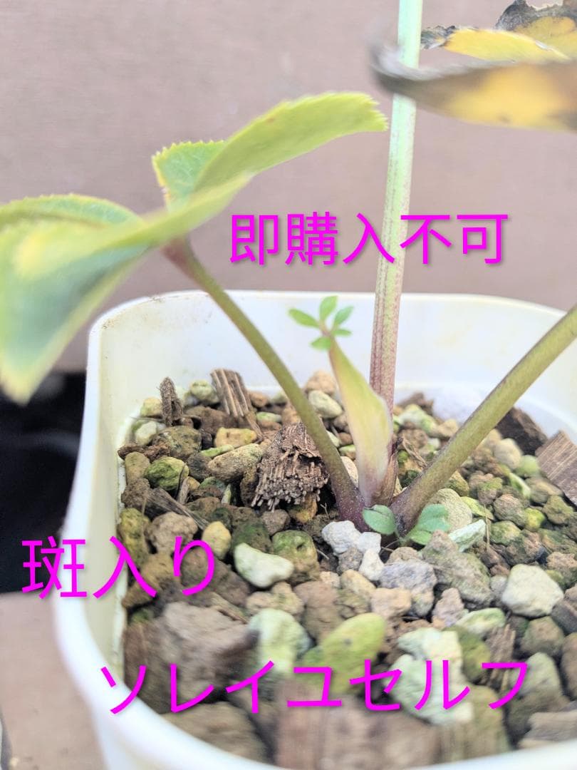 斑入り遺伝子あり　DDソレイユセルフ　即購入不可！