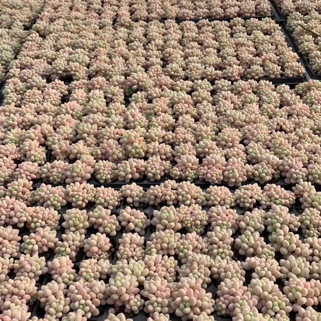 Top【選抜株】多肉植物　25416ロココ　105個　プラグトレー苗