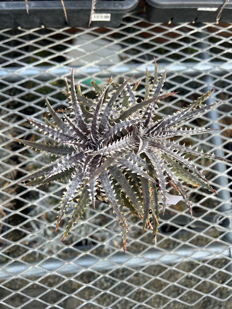 ディッキア Dyckia 'Brittle Star' F3 D014