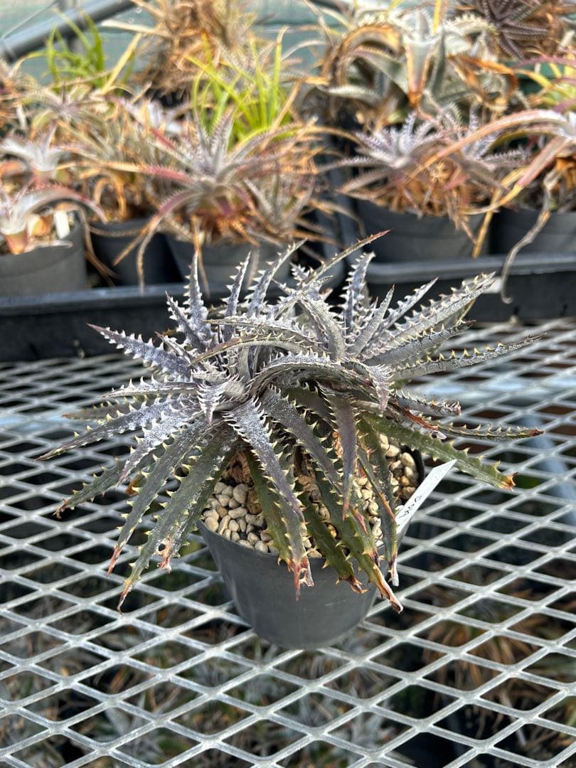 ディッキア Dyckia 'Brittle Star' F3 D014