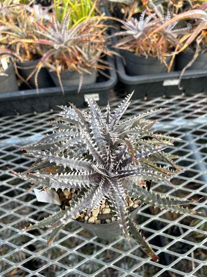 ディッキア Dyckia 'Brittle Star' F3 D014