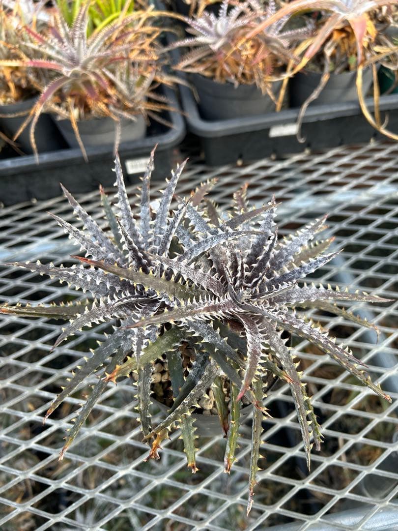 ディッキア Dyckia 'Brittle Star' F3 D014