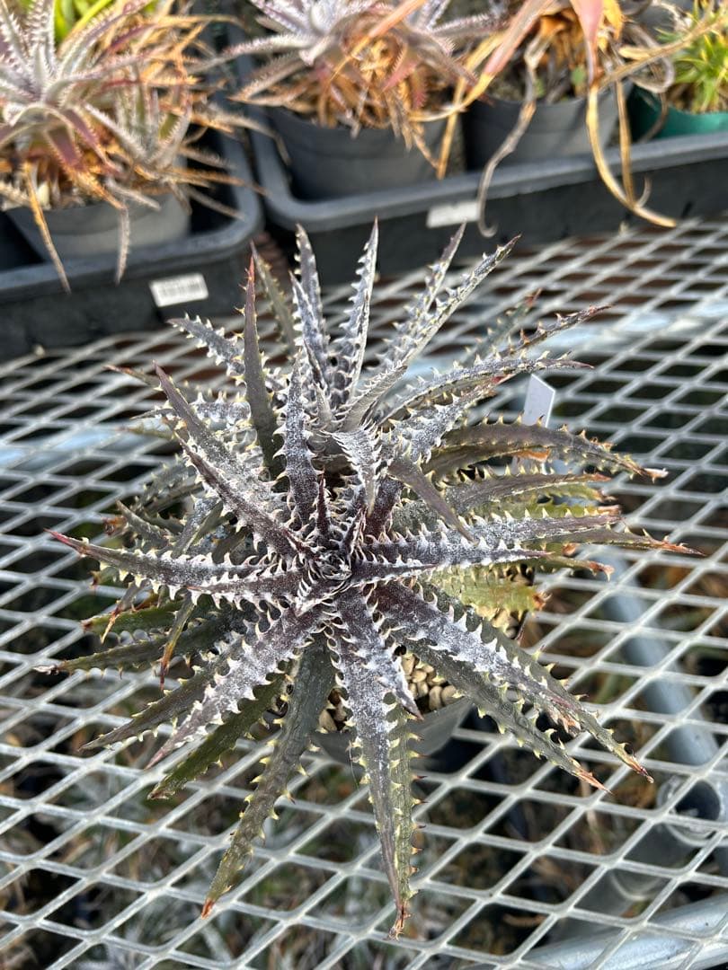 ディッキア Dyckia 'Brittle Star' F3 D014