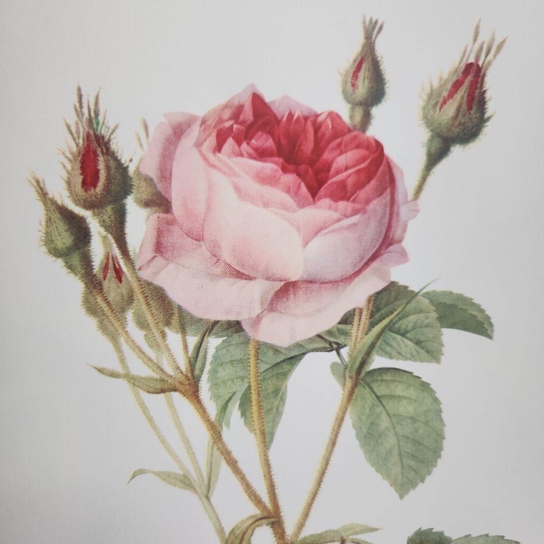 絵画 The Best of Redoute 's ROSES 1960