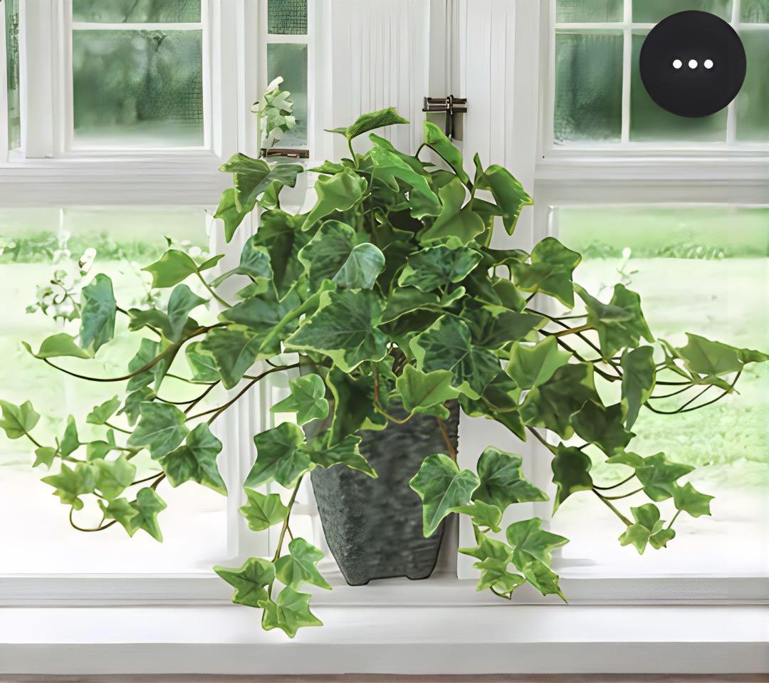 光触媒　人工観葉植物　ウォールグリーン　フェイクグリーン　グレイシアアイビー