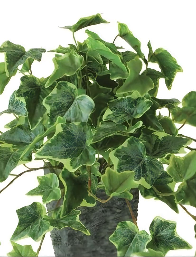 光触媒　人工観葉植物　ウォールグリーン　フェイクグリーン　グレイシアアイビー