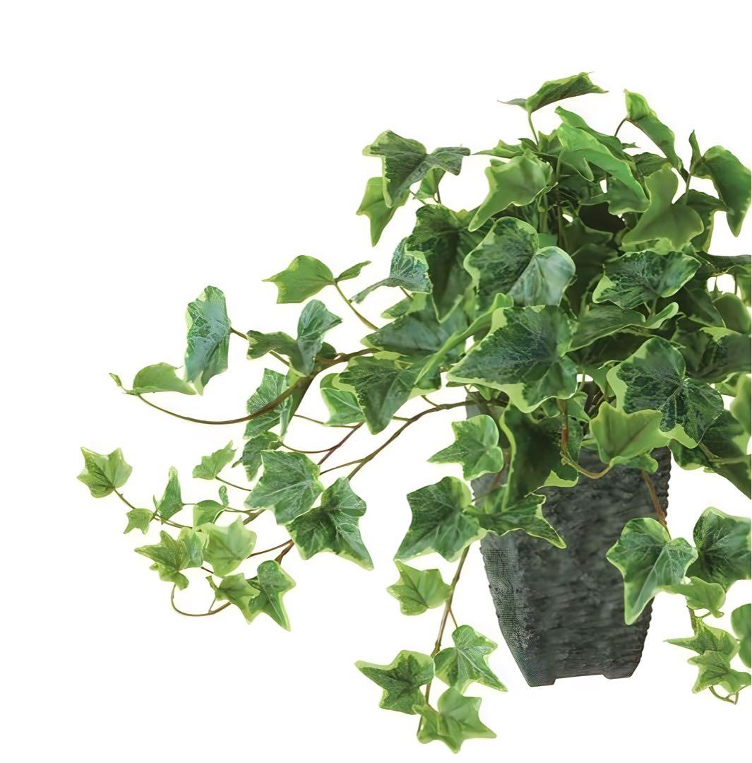 光触媒　人工観葉植物　ウォールグリーン　フェイクグリーン　グレイシアアイビー