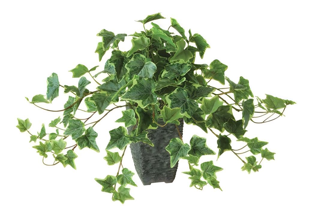 光触媒　人工観葉植物　ウォールグリーン　フェイクグリーン　グレイシアアイビー