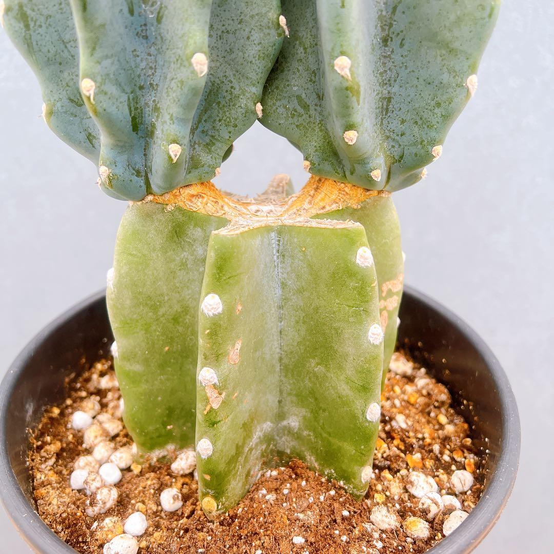 現品　サボテン　柱サボテン　ブランチ　鬼面角　81　観葉植物　インテリアグリーン