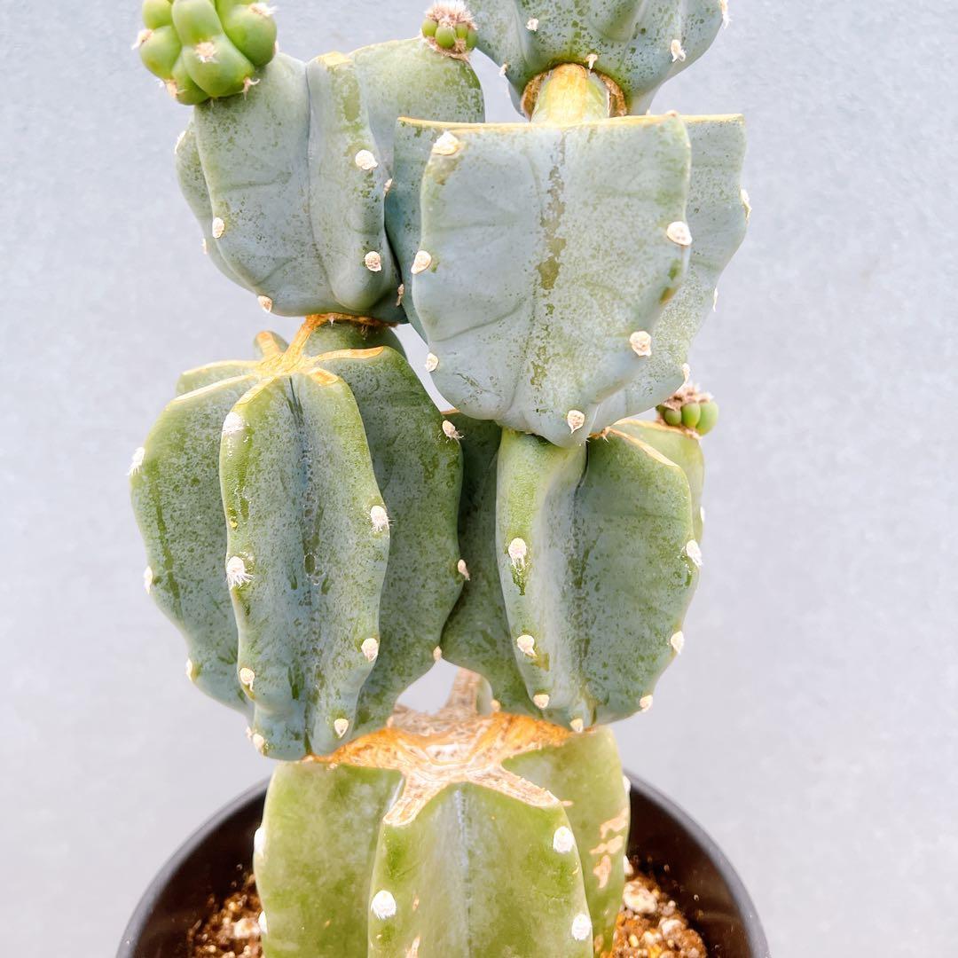 現品　サボテン　柱サボテン　ブランチ　鬼面角　81　観葉植物　インテリアグリーン