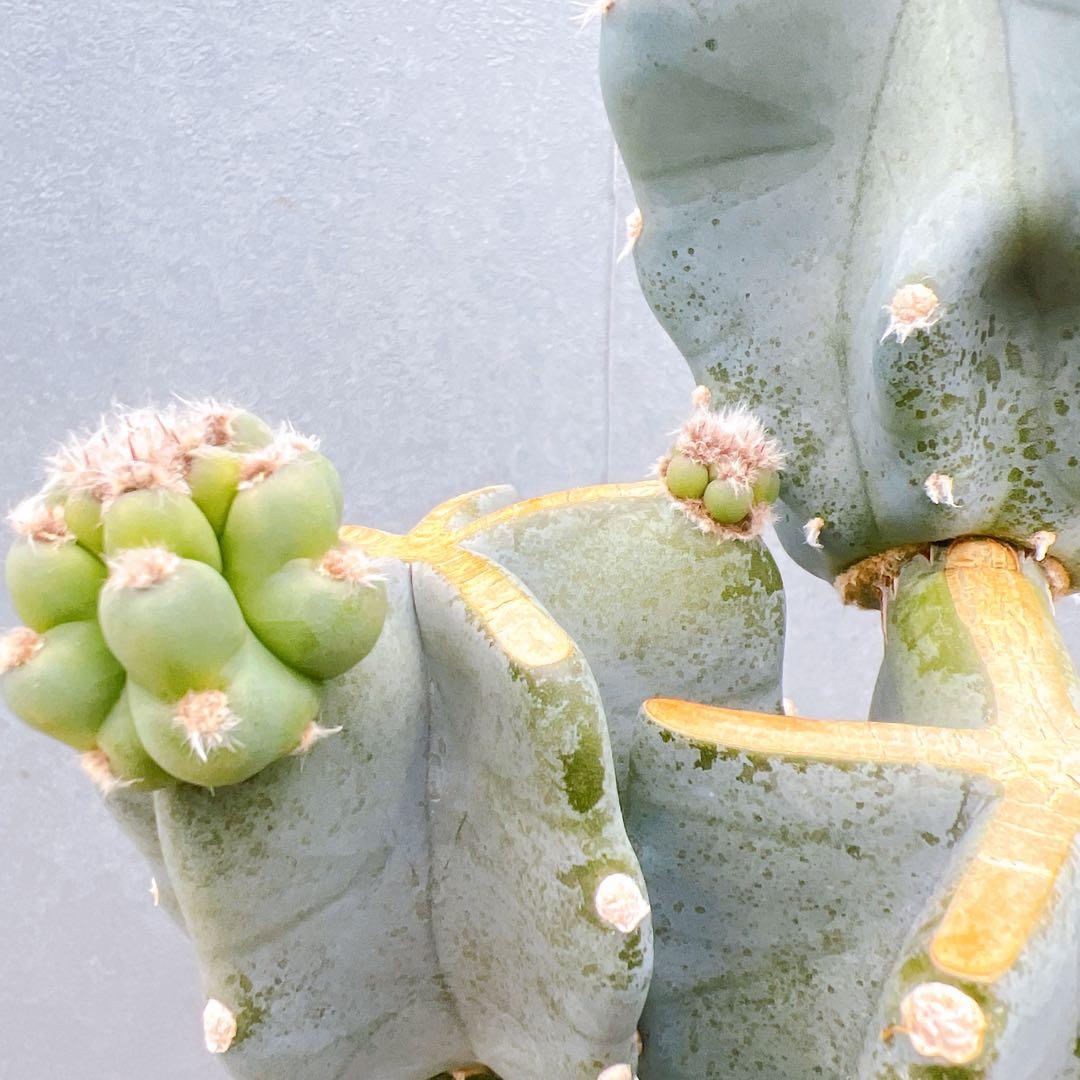 現品　サボテン　柱サボテン　ブランチ　鬼面角　81　観葉植物　インテリアグリーン